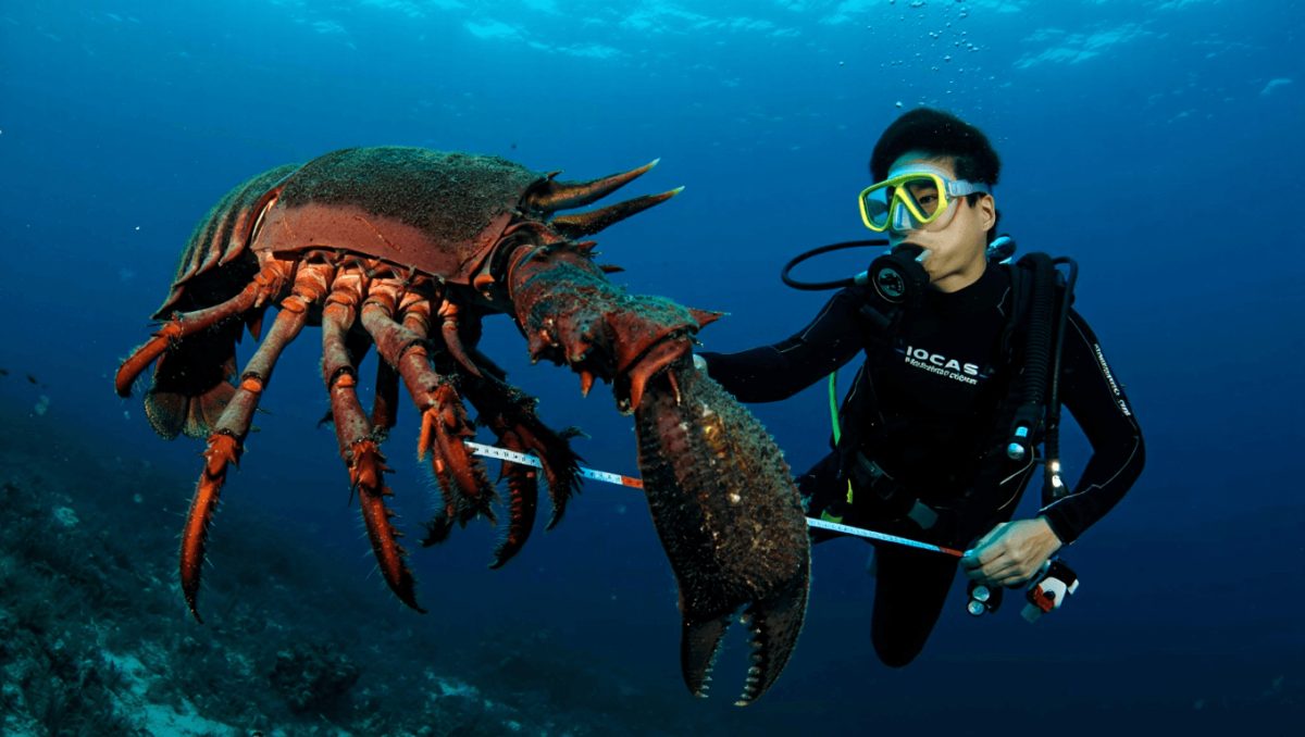 Cette étrange créature géante des abysses peut tenir plus de cinq ans sans manger