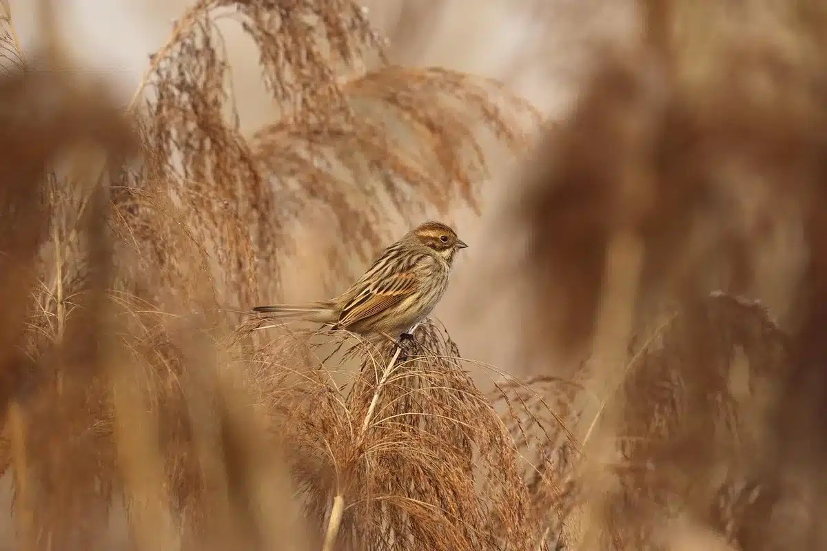 Marais avec végétation dense, insectes et reflets d'eau dans la nature sauvage