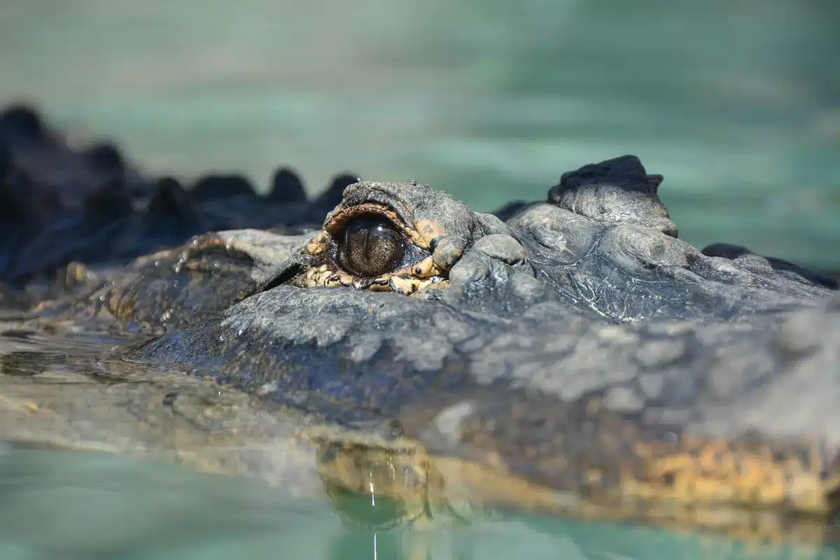 Détails du motif rappelant l'eau sur une chaussure