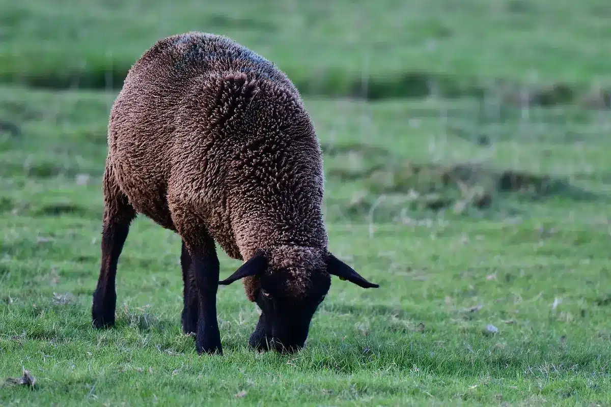 Éleveur tondant un mouton dans un paysage de pâturage durable