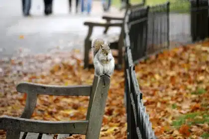 Paire de baskets en daim marron posée sur un banc parmi des feuilles d'automne