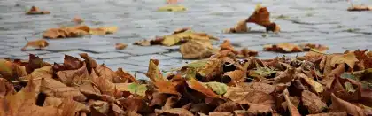 Silhouette d'un coureur en automne sur une avenue bordée d'arbres